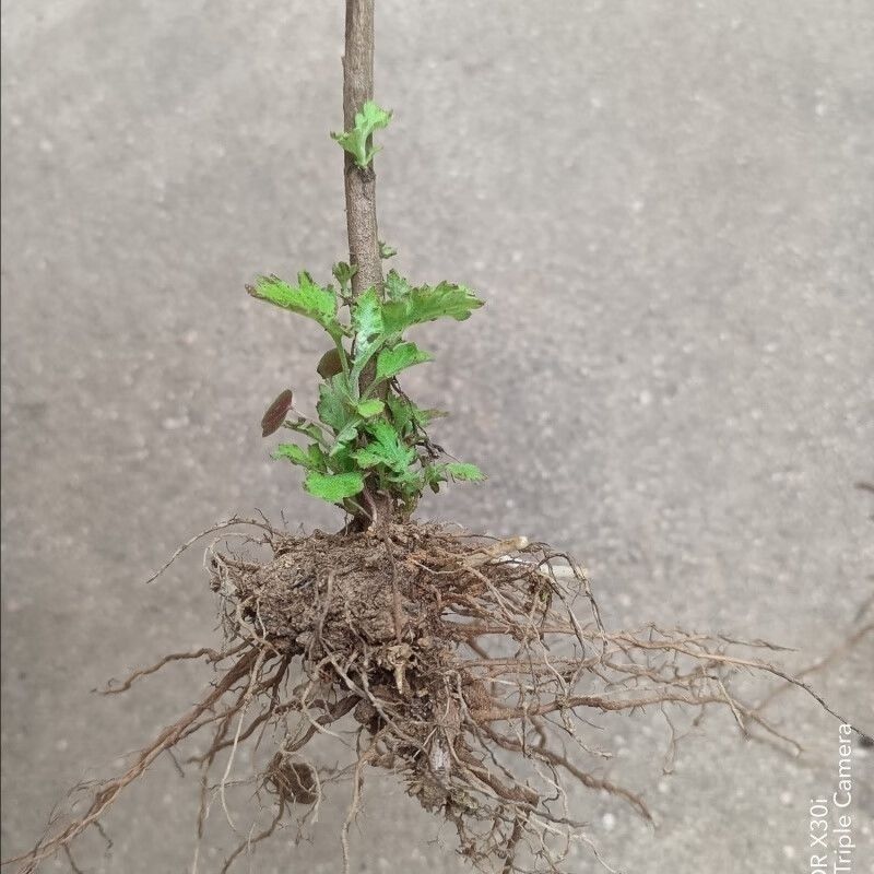 天然野生小菊苗老桩可食用茶中药泡茶野菊花老桩易成活