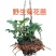 天然野生小菊苗老桩可食用茶中药泡茶野菊花老桩易成活