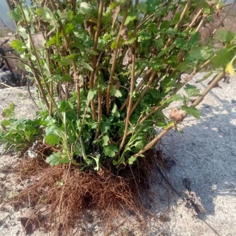 天然野生小菊苗老桩可食用茶中药泡茶野菊花老桩易成活