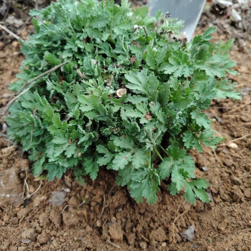 天然野生小菊苗老桩可食用茶中药泡茶野菊花老桩易成活