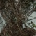 天然野生小菊苗老桩可食用茶中药泡茶野菊花老桩易成活