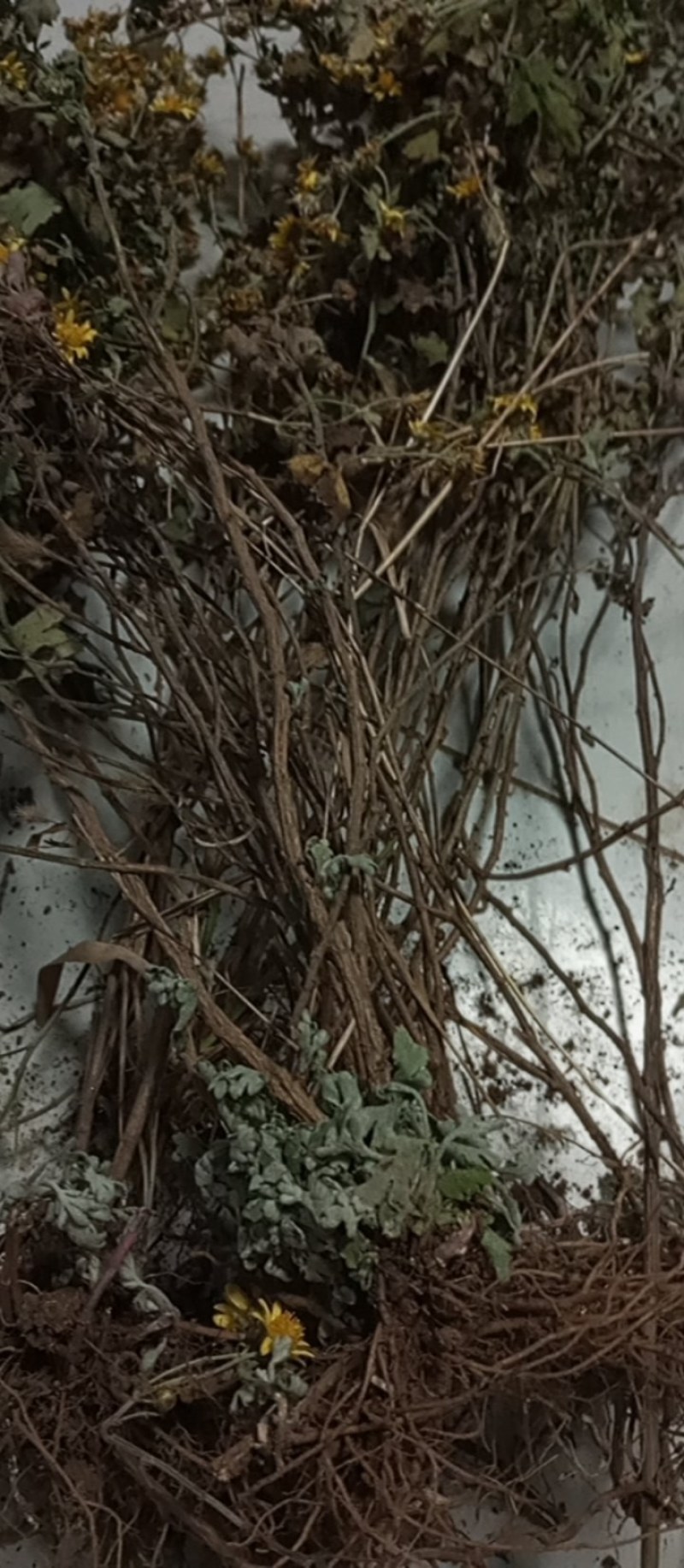 天然野生小菊苗老桩可食用茶中药泡茶野菊花老桩易成活