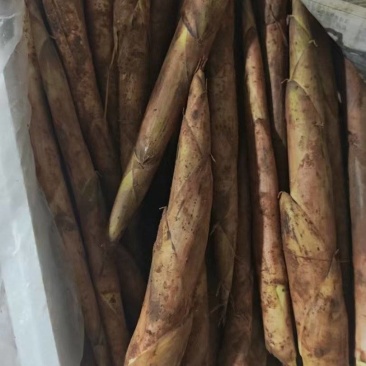大量冬笋雷笋上市需要的老板联系