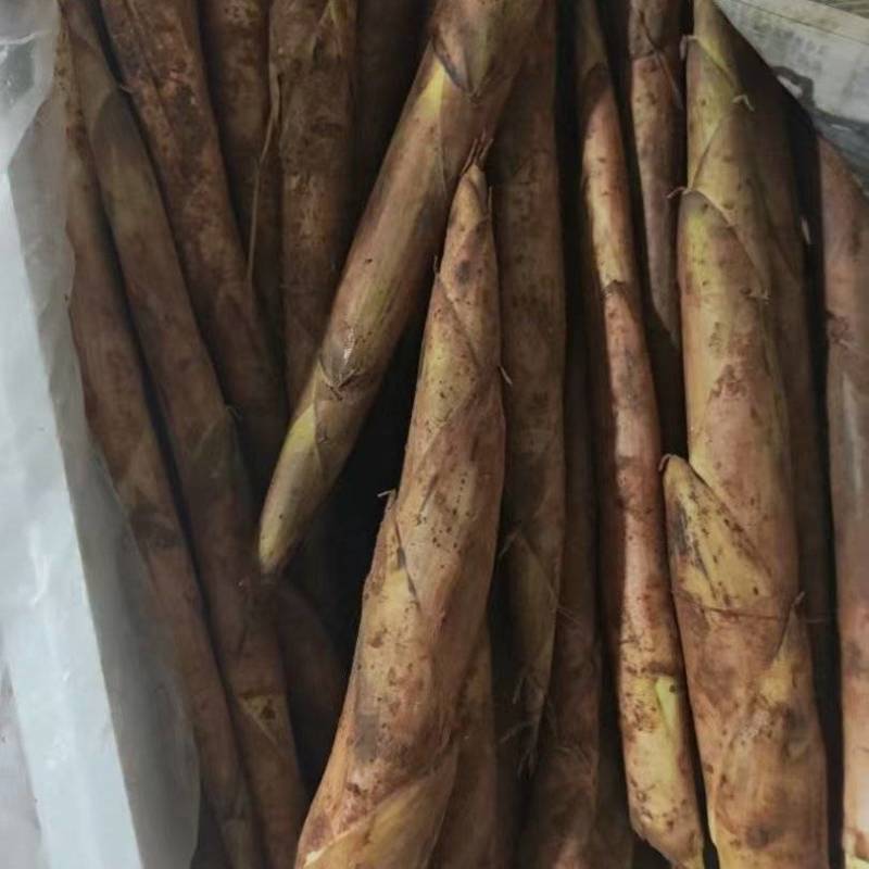 大量冬笋雷笋上市需要的老板联系