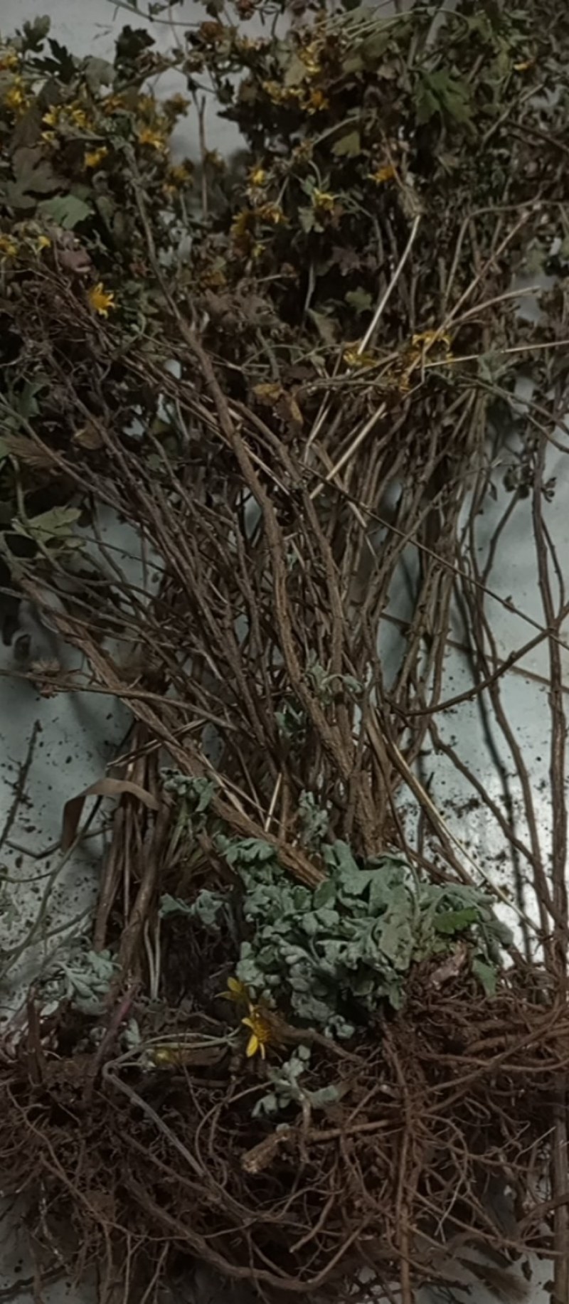 天然野生小菊苗老桩可食用茶中药泡茶野菊花老桩易成活