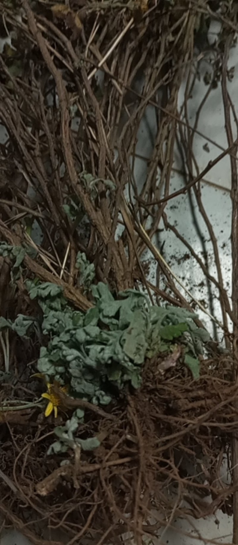 天然野生小菊苗老桩可食用茶中药泡茶野菊花老桩易成活