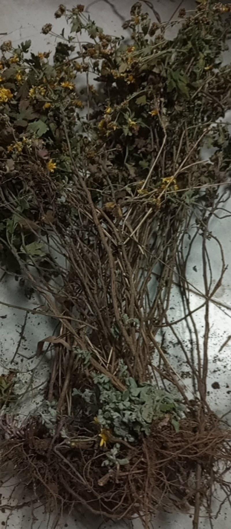 天然野生小菊苗老桩可食用茶中药泡茶野菊花老桩易成活