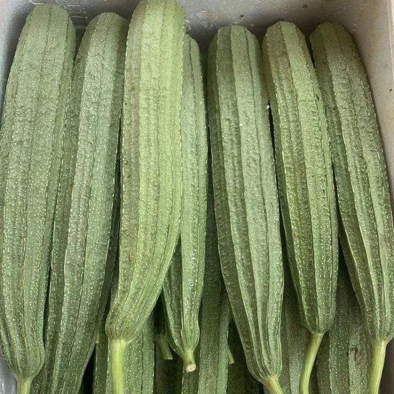 财富88花点大肉丝瓜种子瓜皮翠绿头尾匀称口感清甜耐热耐湿