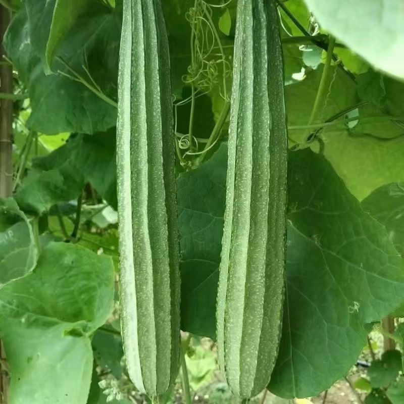 财富88花点大肉丝瓜种子瓜皮翠绿头尾匀称口感清甜耐热耐湿