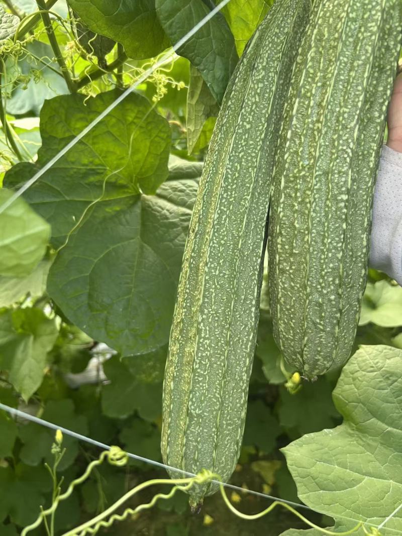 财富88花点大肉丝瓜种子瓜皮翠绿头尾匀称口感清甜耐热耐湿