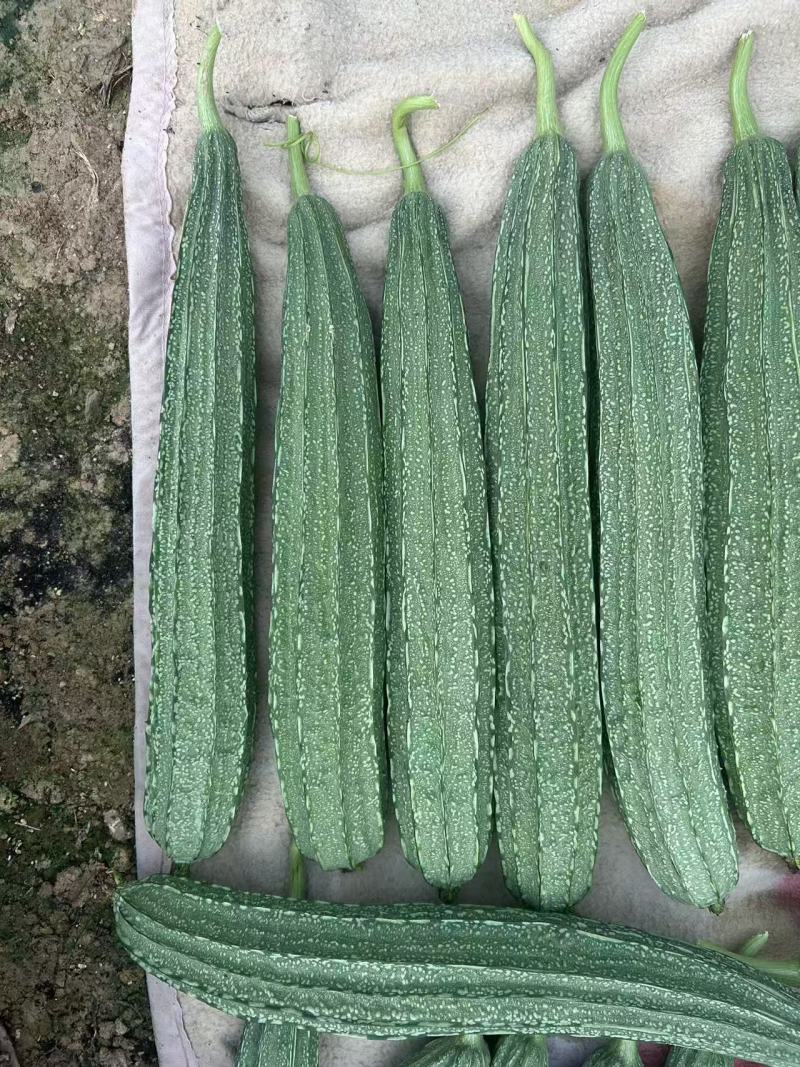 财富88花点大肉丝瓜种子瓜皮翠绿头尾匀称口感清甜耐热耐湿