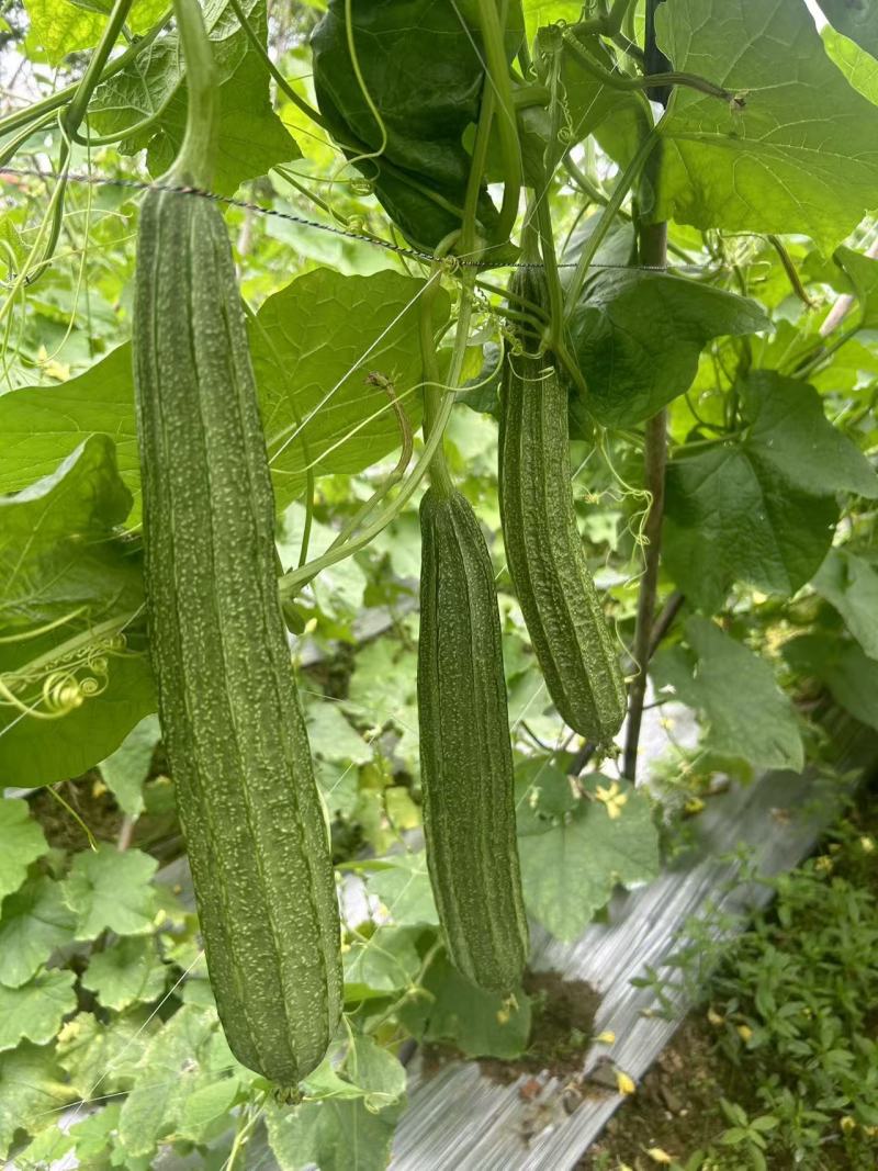 财富88花点大肉丝瓜种子瓜皮翠绿头尾匀称口感清甜耐热耐湿