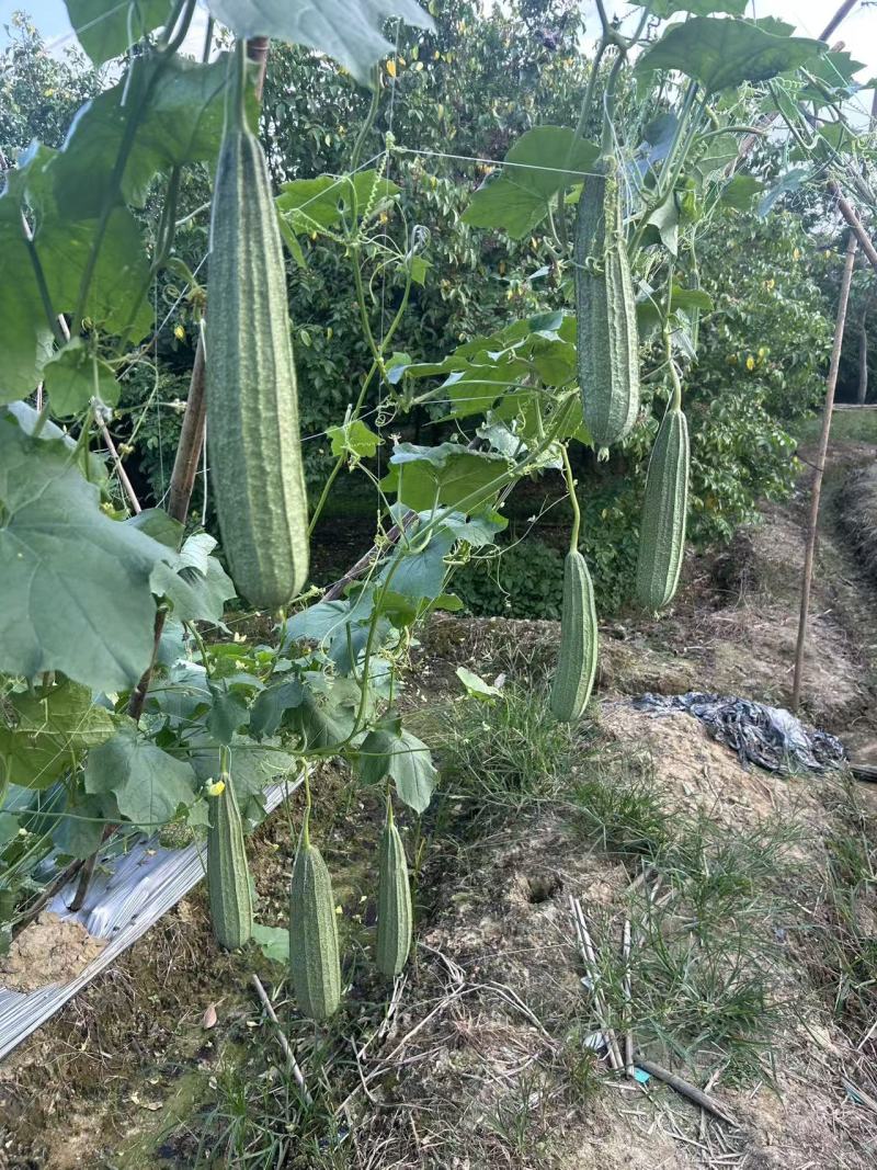 财富88花点大肉丝瓜种子瓜皮翠绿头尾匀称口感清甜耐热耐湿