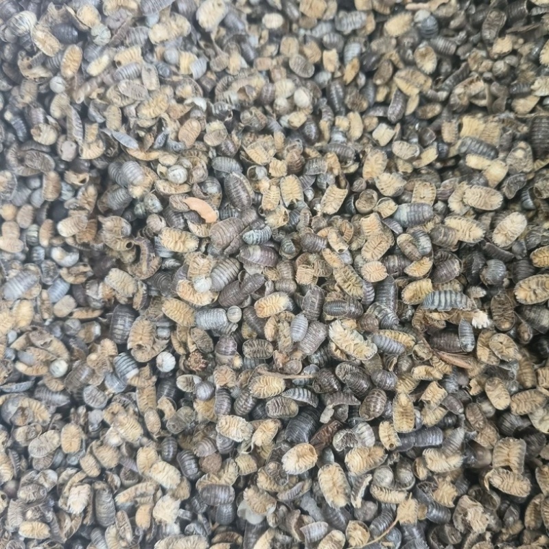 鼠妇虫西瓜虫中药材虫类药材大全批发零售货真价实