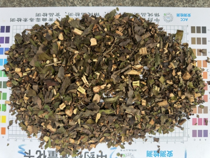正品钝果桑寄生货源稳定欢迎各个药企洽谈合作大货供应