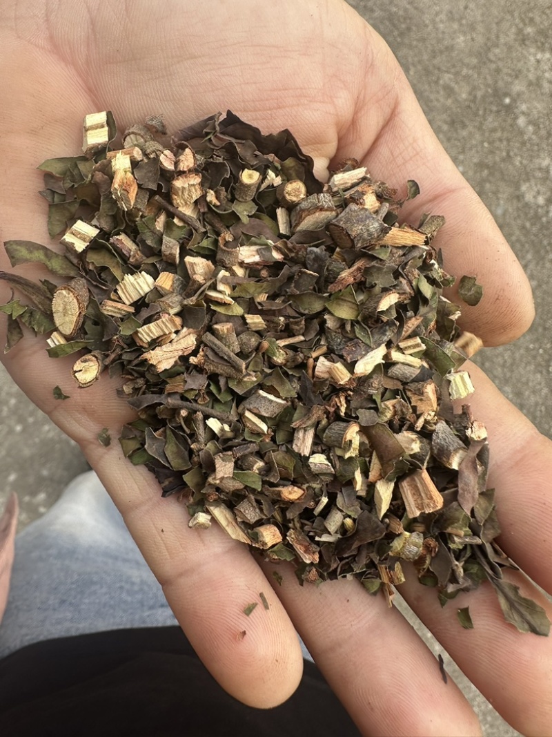 正品钝果桑寄生货源稳定欢迎各个药企洽谈合作大货供应