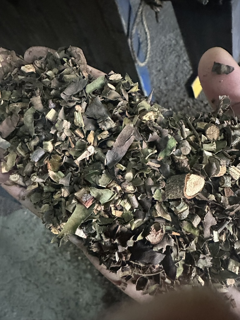 正品钝果桑寄生货源稳定欢迎各个药企洽谈合作大货供应