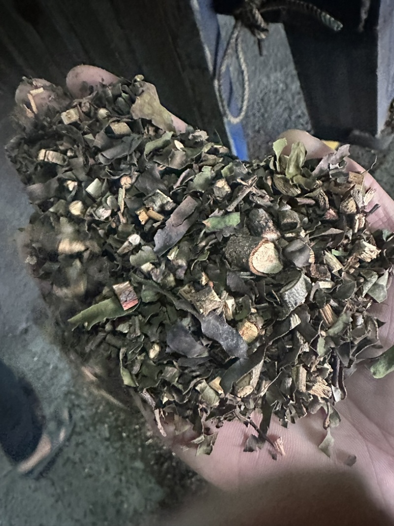 正品钝果桑寄生货源稳定欢迎各个药企洽谈合作大货供应