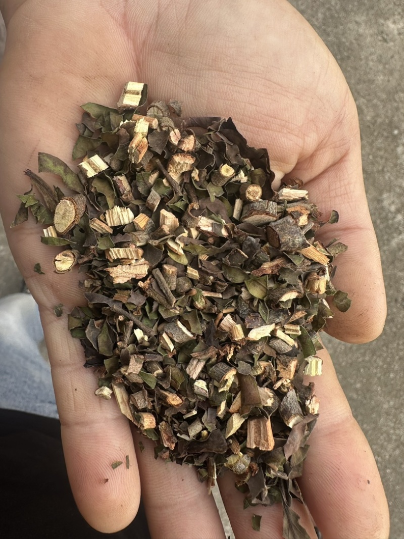 正品钝果桑寄生货源稳定欢迎各个药企洽谈合作大货供应