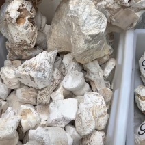 龙骨