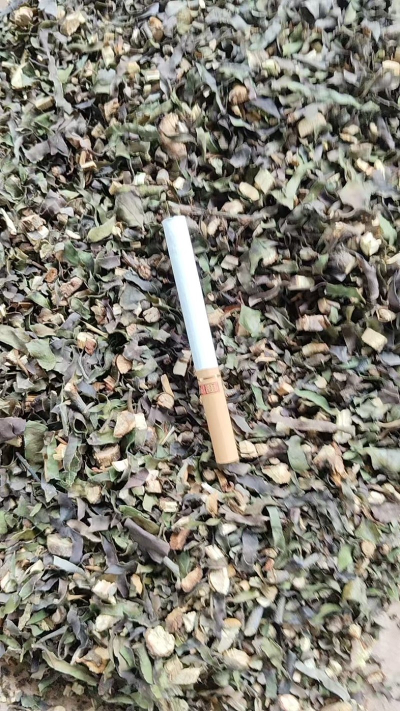 正品钝果桑寄生货源稳定欢迎各个药企洽谈合作大货供应
