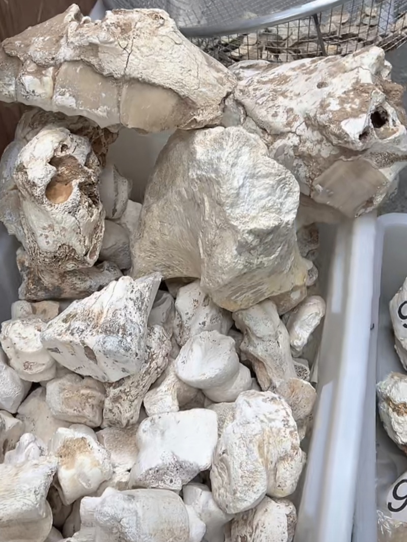 龙骨
