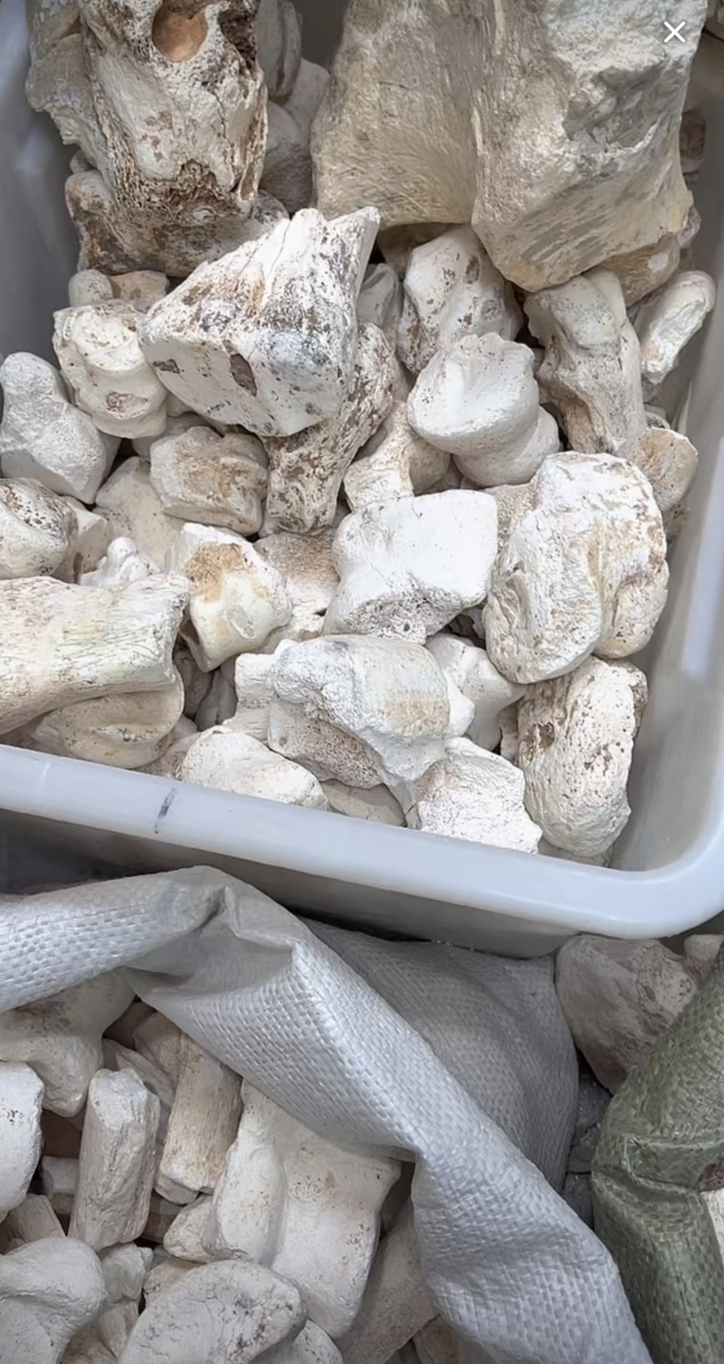 龙骨