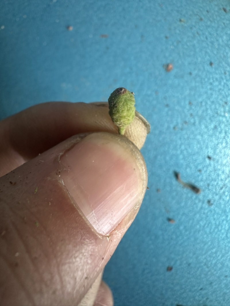 正品钝果桑寄生货源稳定欢迎各个药企洽谈合作大货供应
