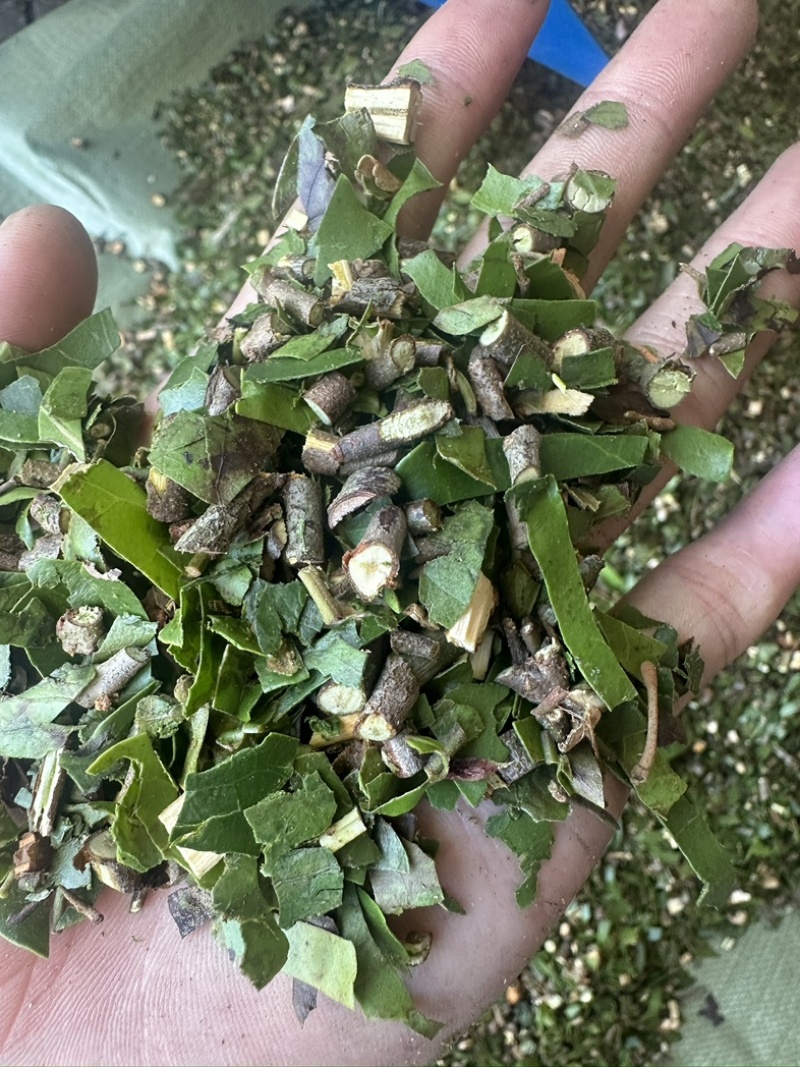 正品钝果桑寄生货源稳定欢迎各个药企洽谈合作大货供应