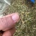 正品钝果桑寄生货源稳定欢迎各个药企洽谈合作大货供应
