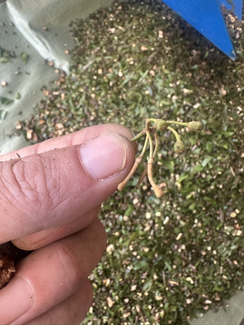 正品钝果桑寄生货源稳定欢迎各个药企洽谈合作大货供应