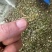 正品钝果桑寄生货源稳定欢迎各个药企洽谈合作大货供应