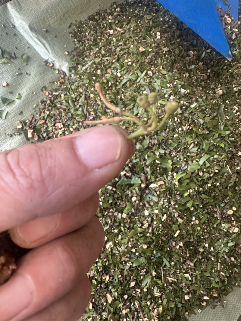 正品钝果桑寄生货源稳定欢迎各个药企洽谈合作大货供应