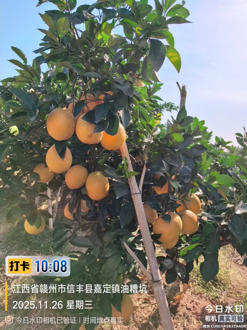 《赣南脐橙》自家基地直发320亩一手货源价格可谈
