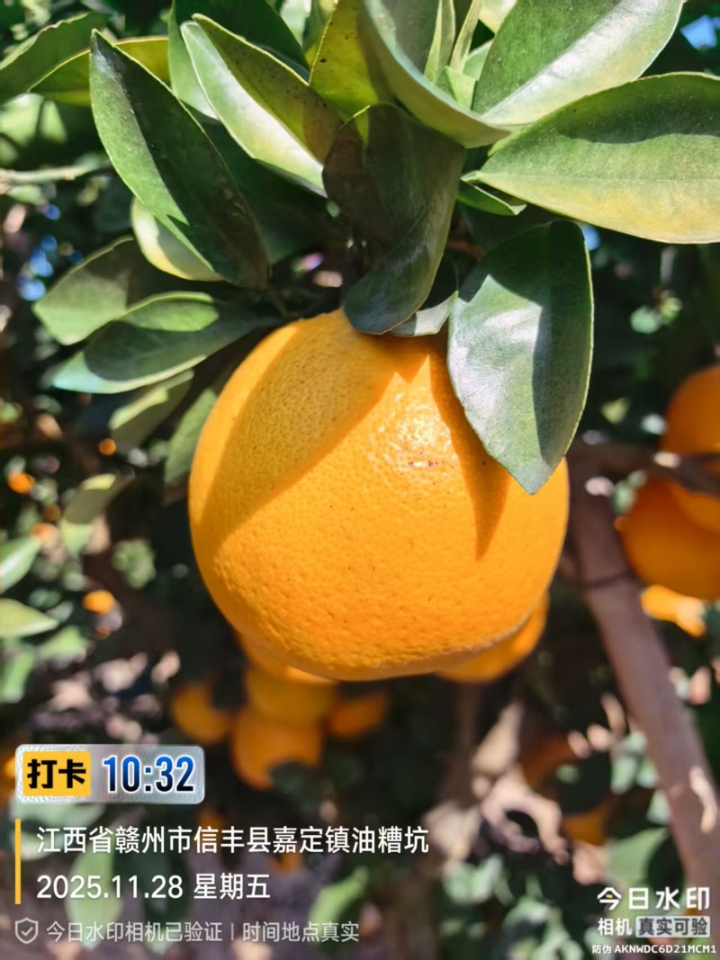 《赣南信丰脐橙》自家320亩果园直发一手货源量大从优