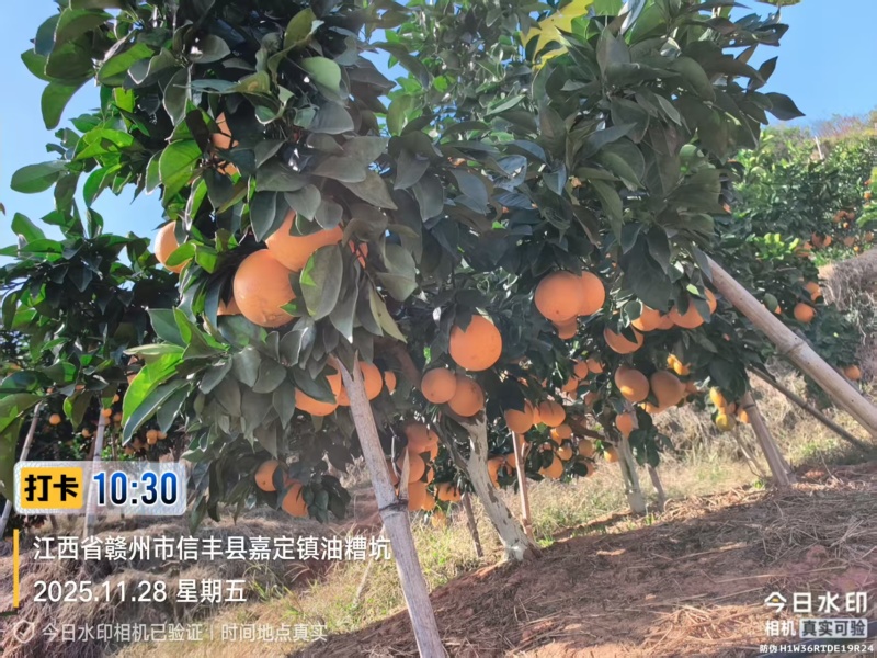 《赣南信丰脐橙》自家320亩果园直发一手货源量大从优
