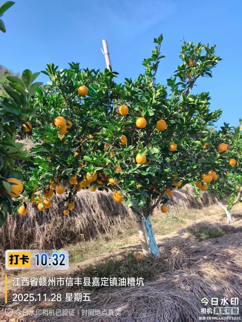 《赣南信丰脐橙》自家320亩果园直发一手货源量大从优
