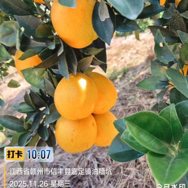 《精选》江西赣南脐橙量大从优自家320亩果园直发
