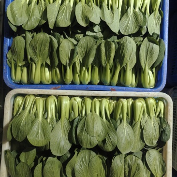 上海青产地直发，蚌埠代办，长年供应