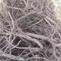 《牛膝鲜货》四川基地直发大量现货基地直发对接全国