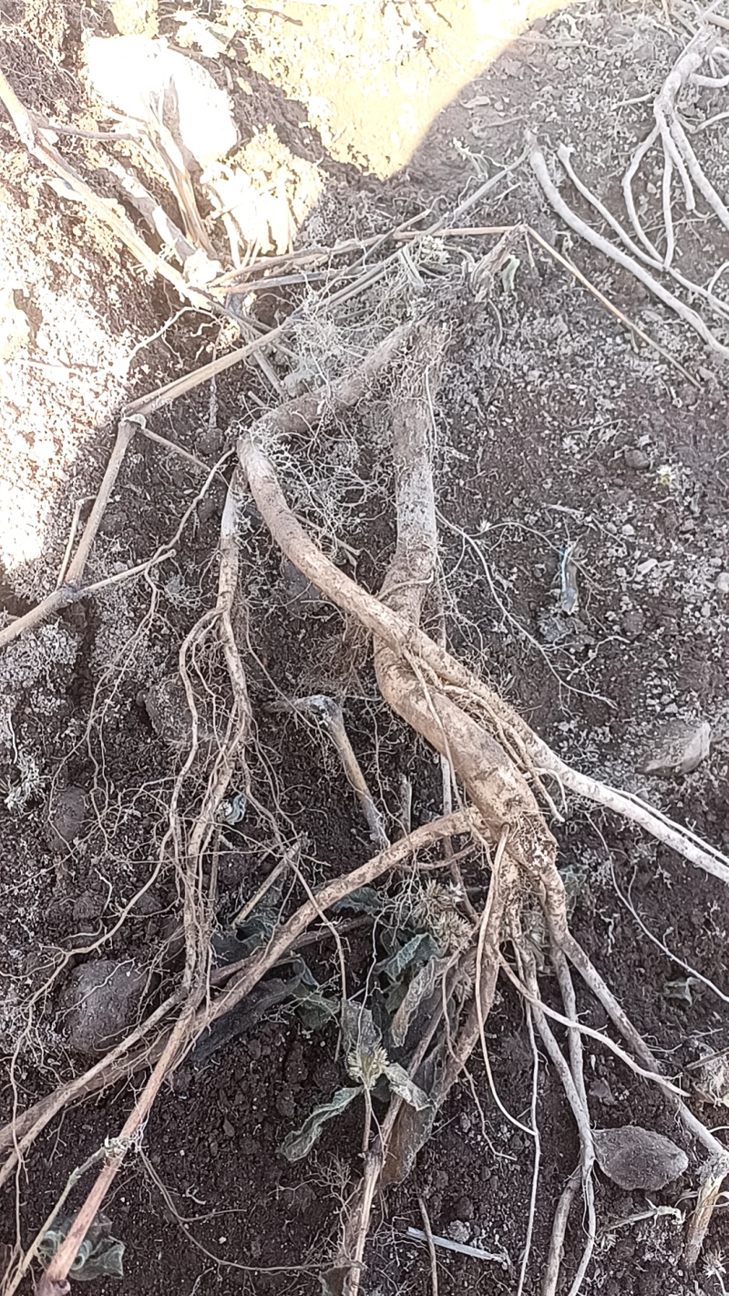 《牛膝鲜货》四川基地直发大量现货基地直发对接全国