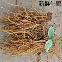 《新鲜牛膝》四川基地直发量大从优欢迎来电洽谈合作