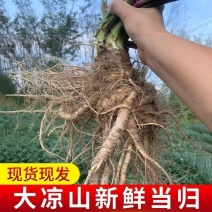 《新鲜当归》大凉山基地直发对接全国量大从优