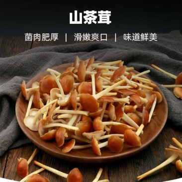 山茶茸大量产新，产地直发，品质保证，服务周到，诚信经营