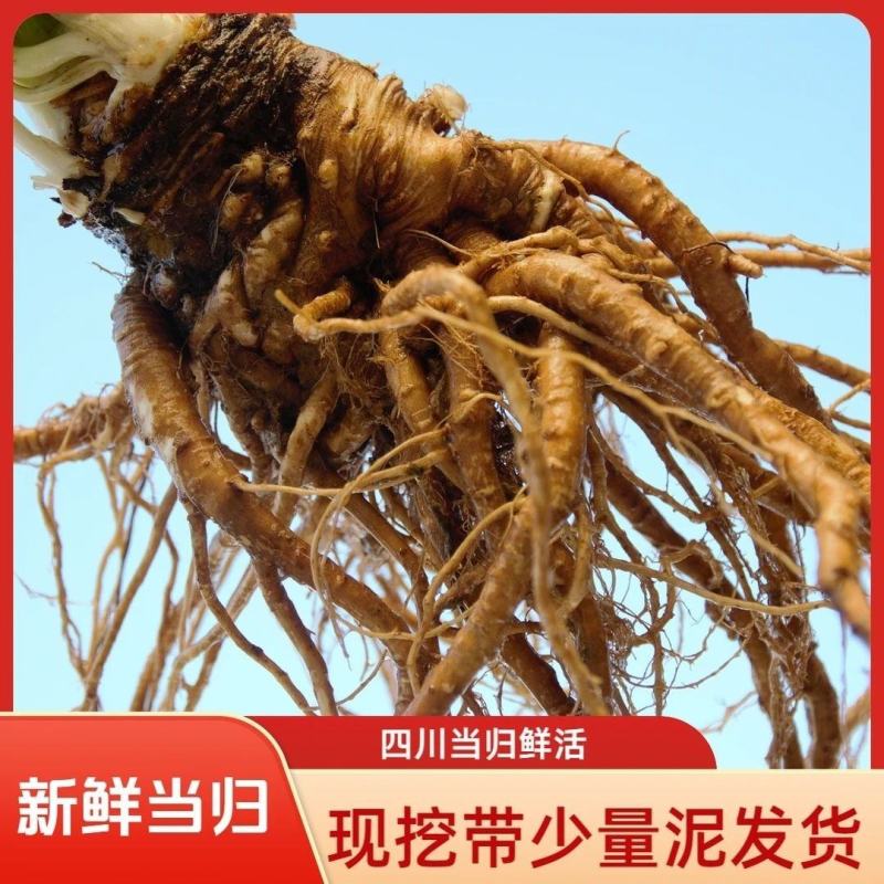 《当归鲜货》四川大凉山基地直发对接全国一条龙服务