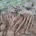 《当归鲜货》四川大凉山基地直发对接全国一条龙服务