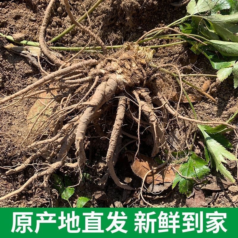 《当归鲜货》四川大凉山基地直发对接全国一条龙服务