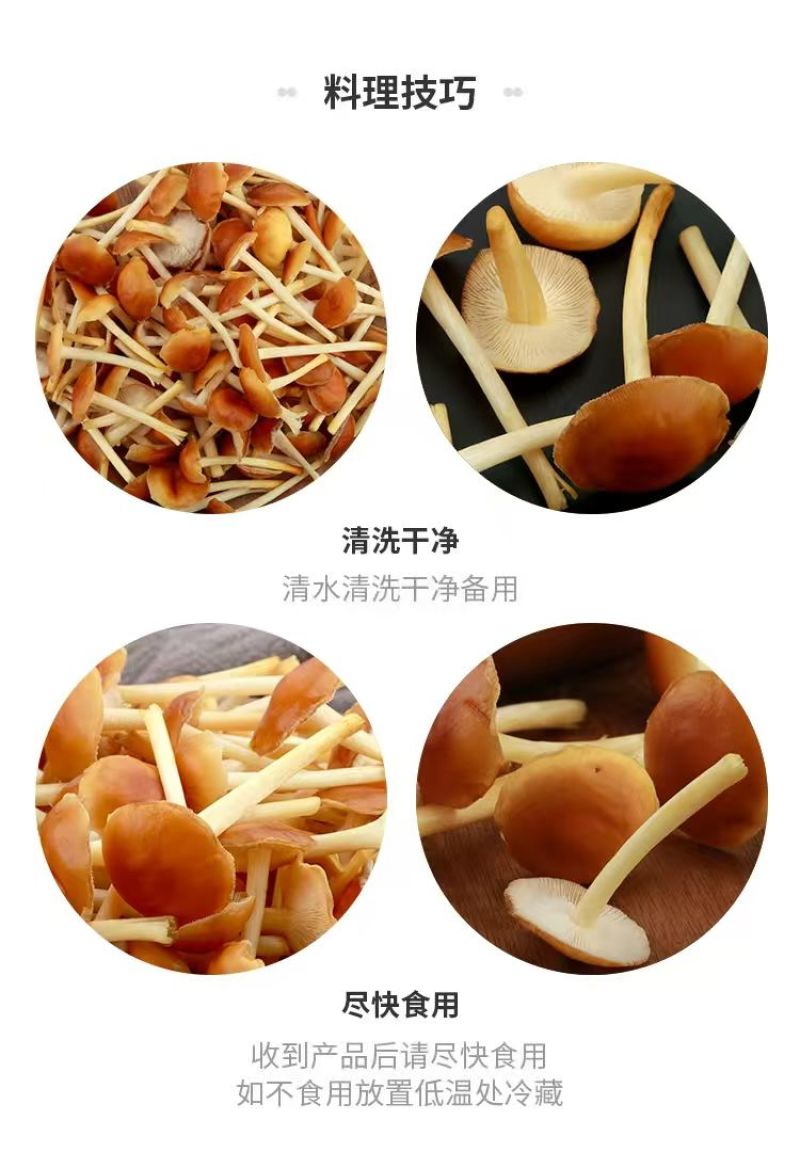 山茶茸大量产新，产地直发，品质保证，服务周到，诚信经营
