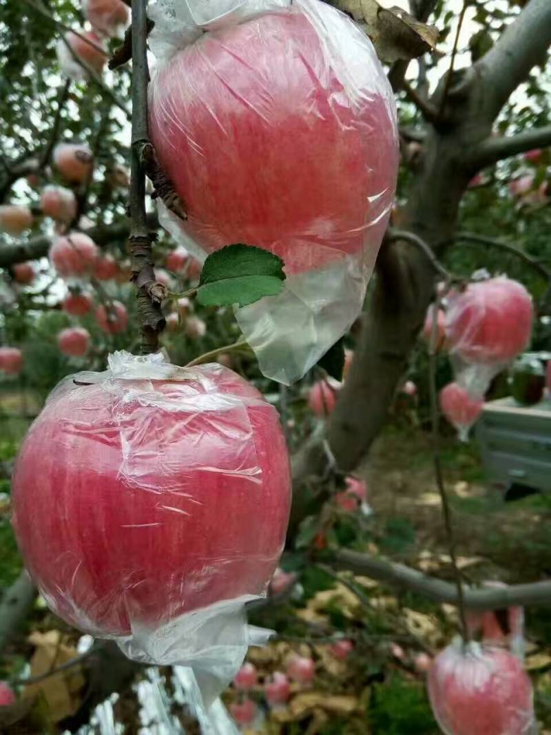 山西运城临猗冰糖心红富士