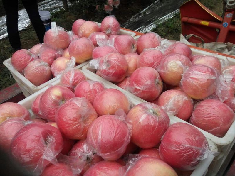 山西运城临猗冰糖心红富士